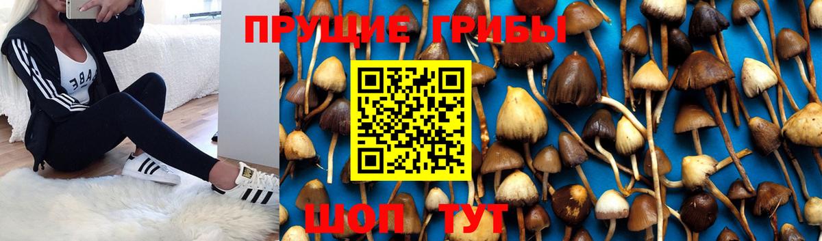 Галлюциногенные грибы ЛСД  Вход с VPN  Галлюциногенные грибы мухоморы  Котельники 